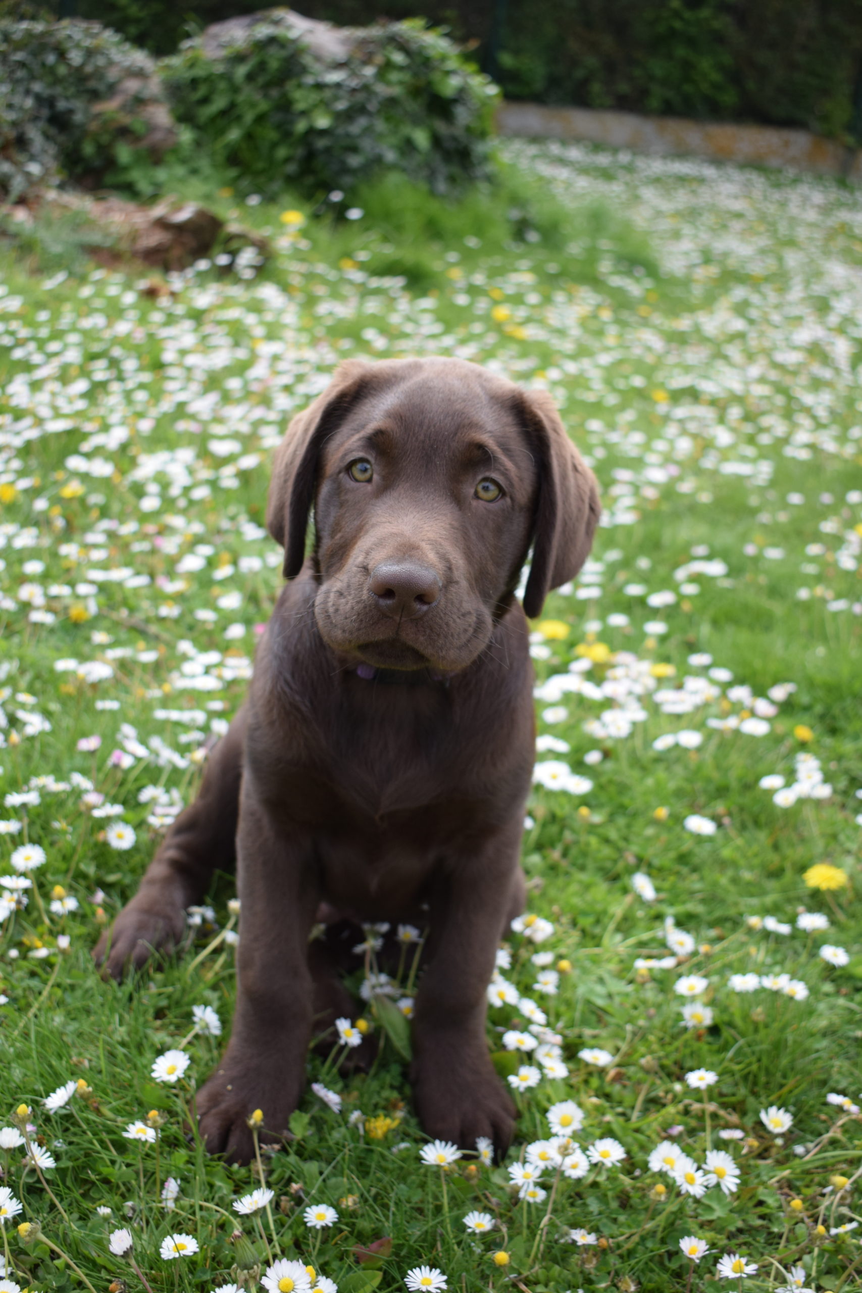 Thor - Mâle labrador chocolat