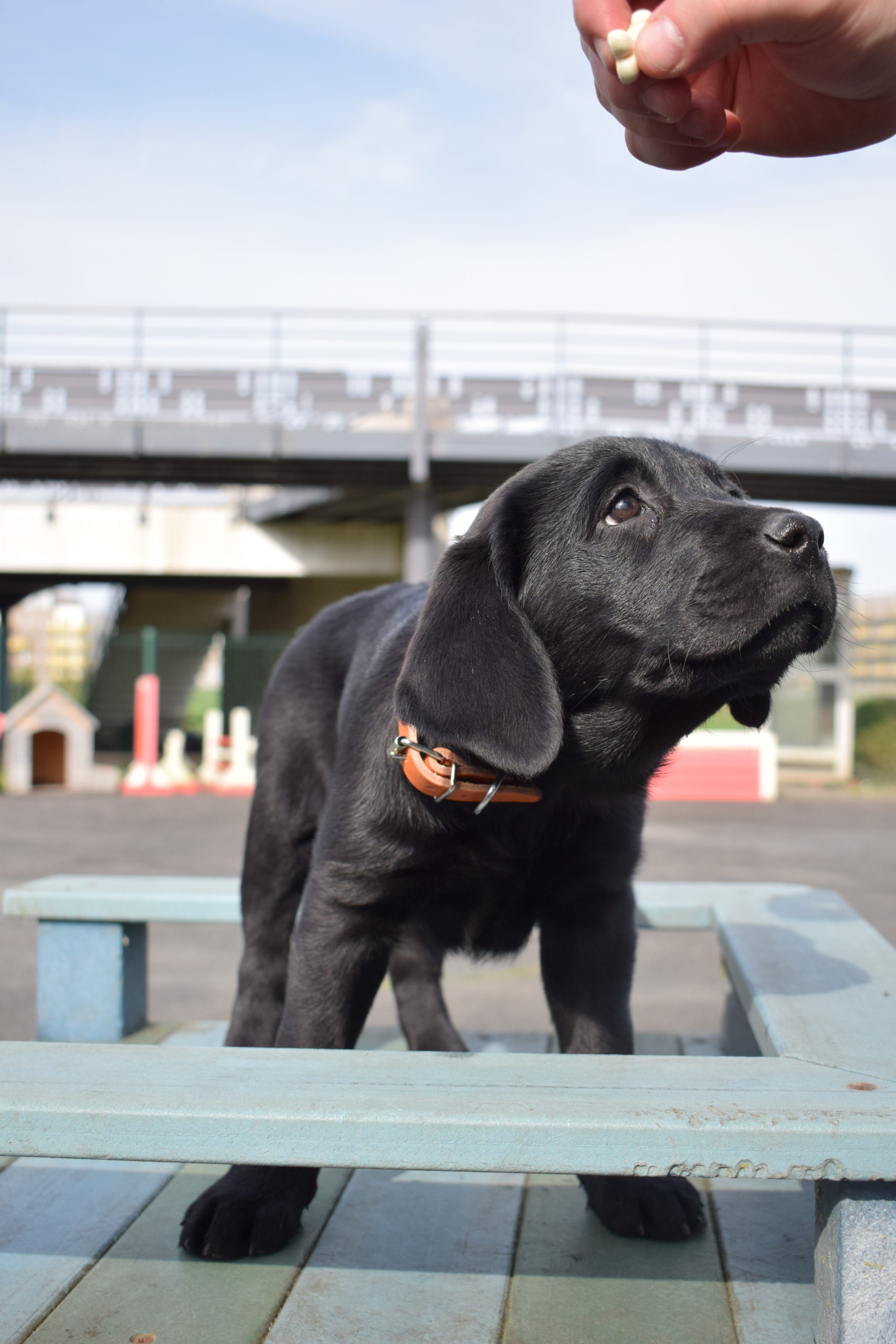 Tika petit chien grand destin