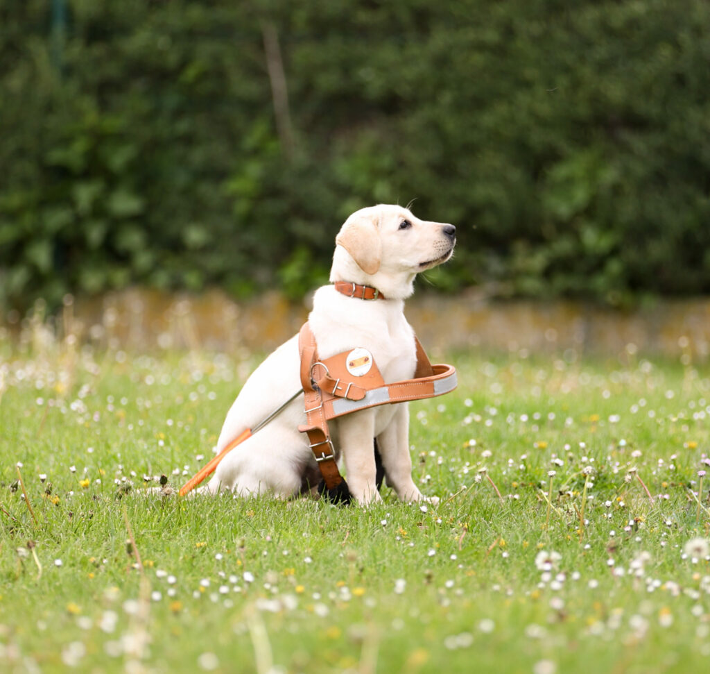 Nom d'un chien en A